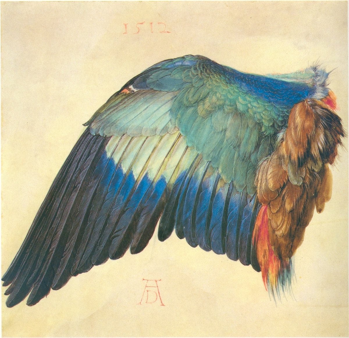 Albrecht Dürer, Wing of a Blue Roller, 1512